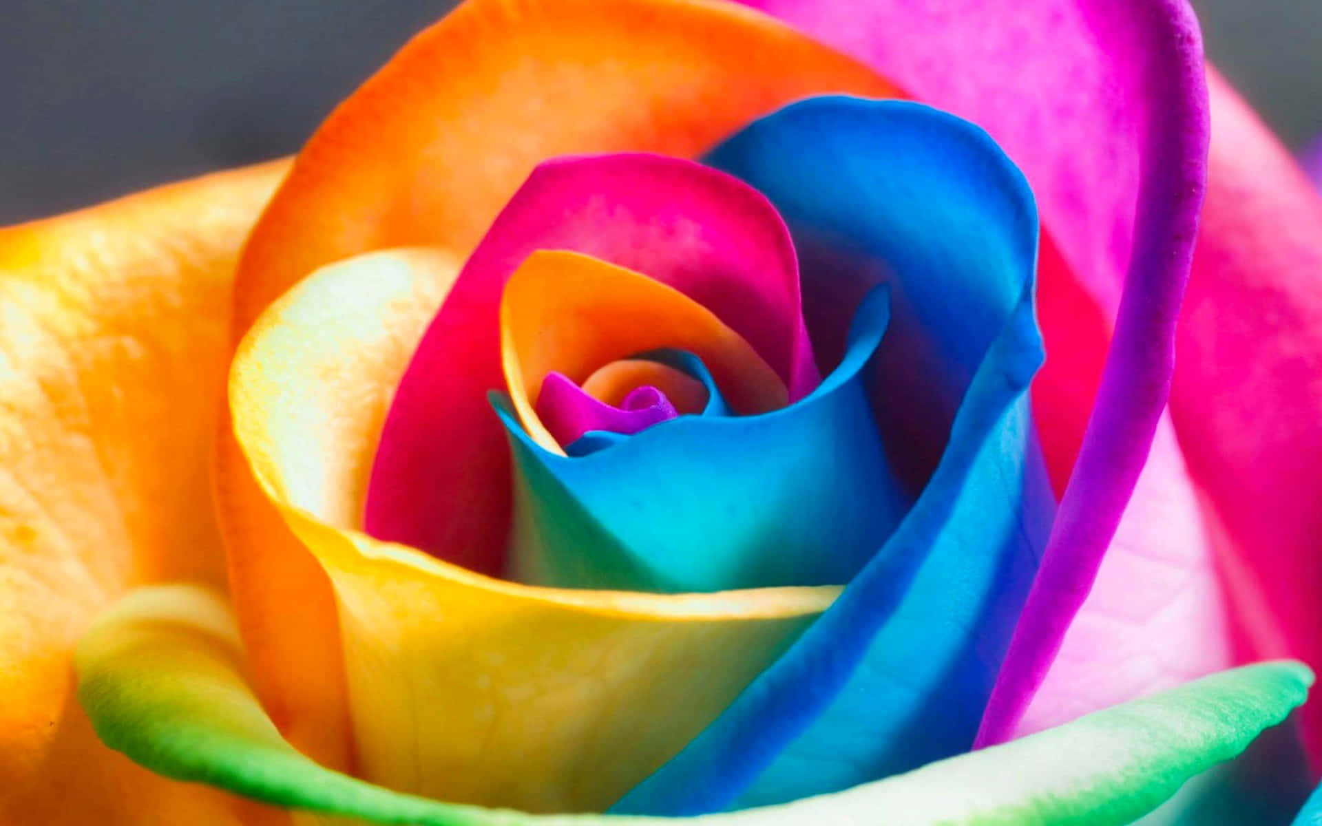 Umafoto Em Close-up De Uma Rosa Colorida. Papel de Parede