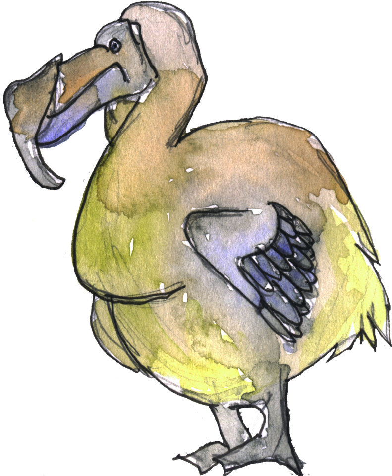 Colorful Dodo Bird Illustration PNG
