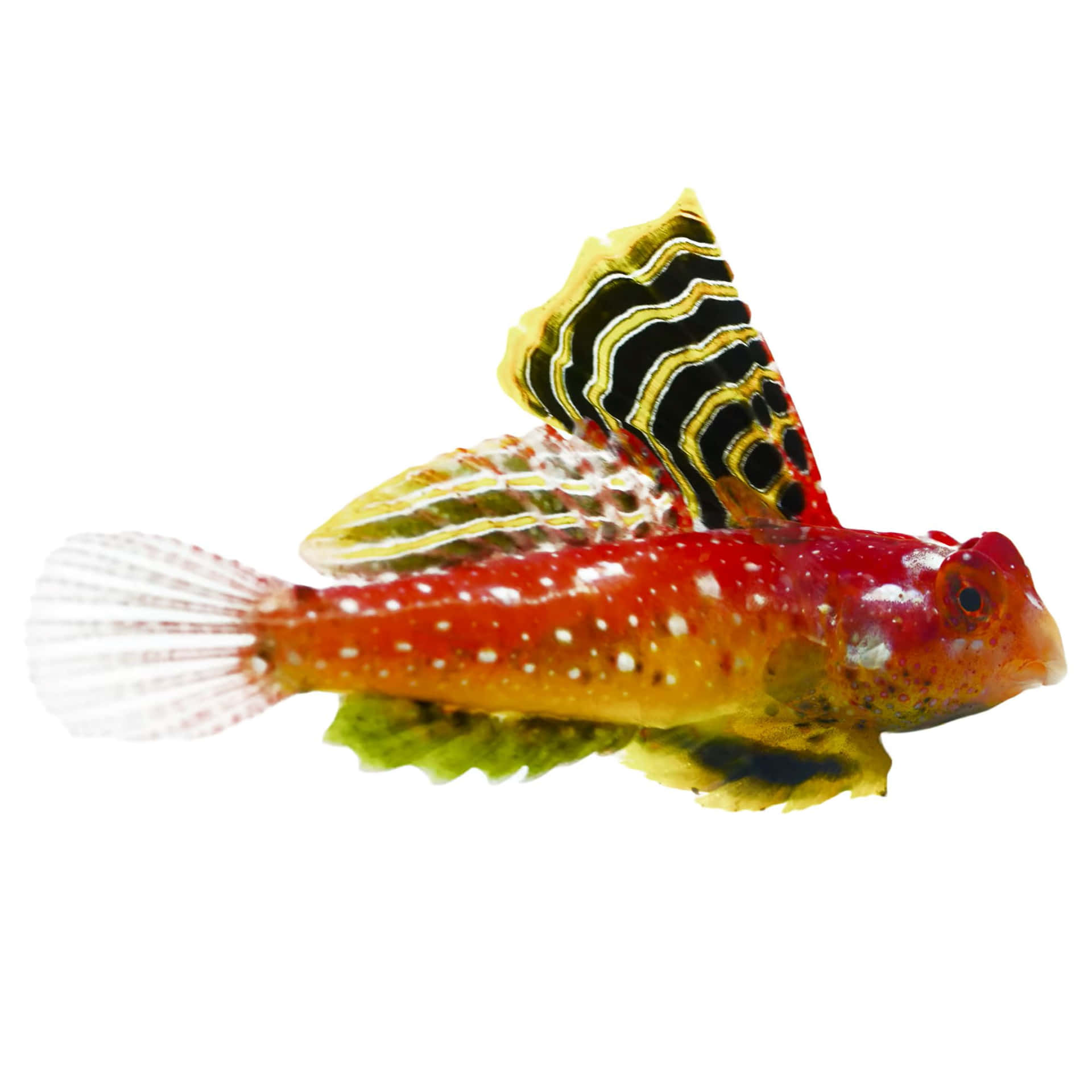Colorful Dragonet Fish Wallpaper