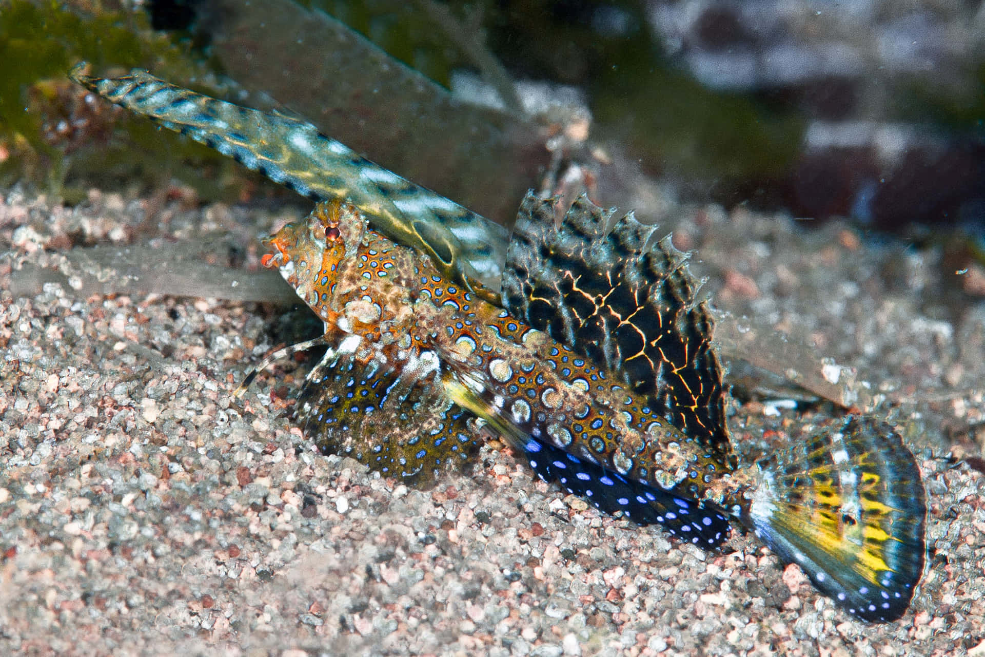 Colorful Dragonet Fish On Seabed.jpg Wallpaper