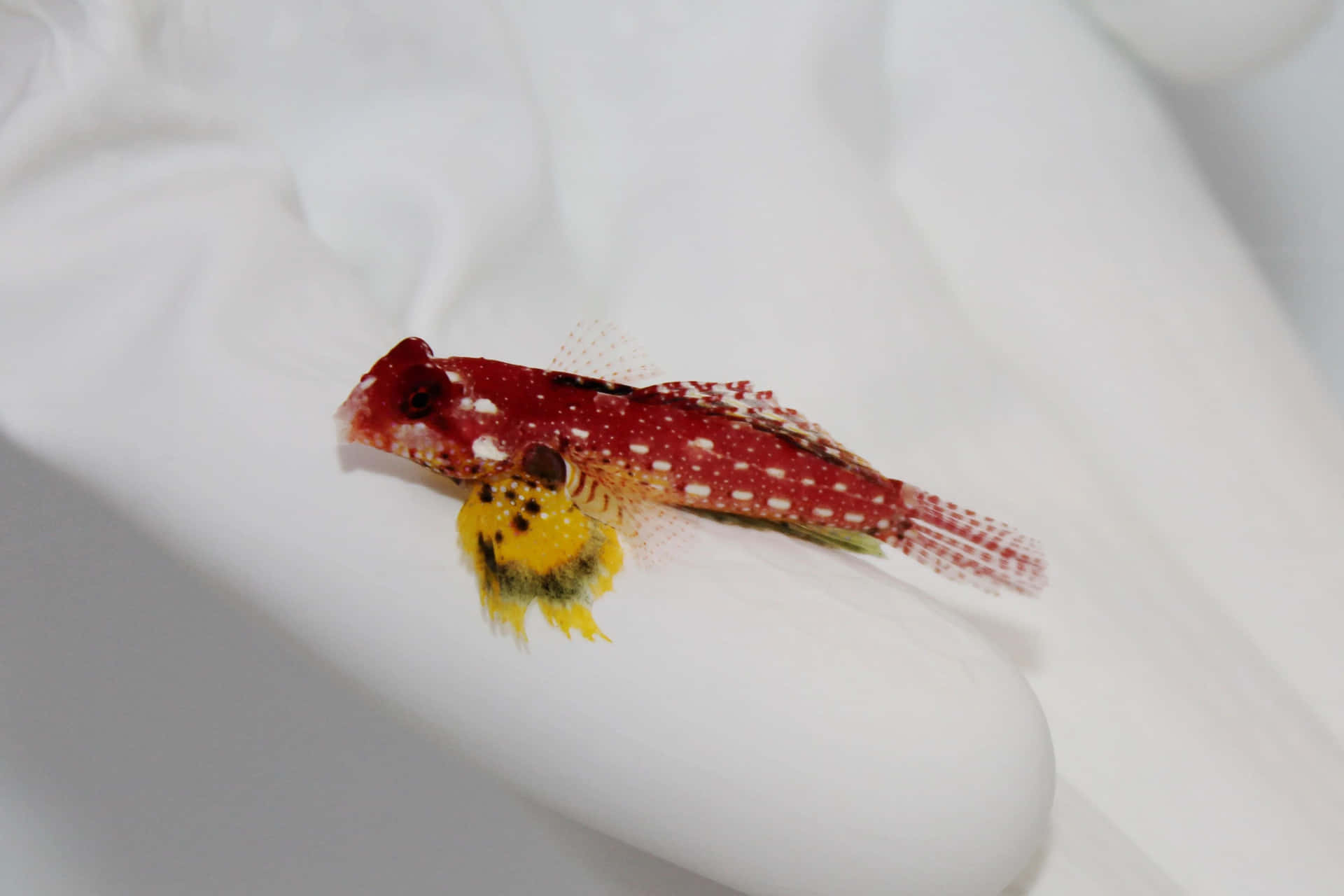 Colorful Dragonet Fish On White Wallpaper