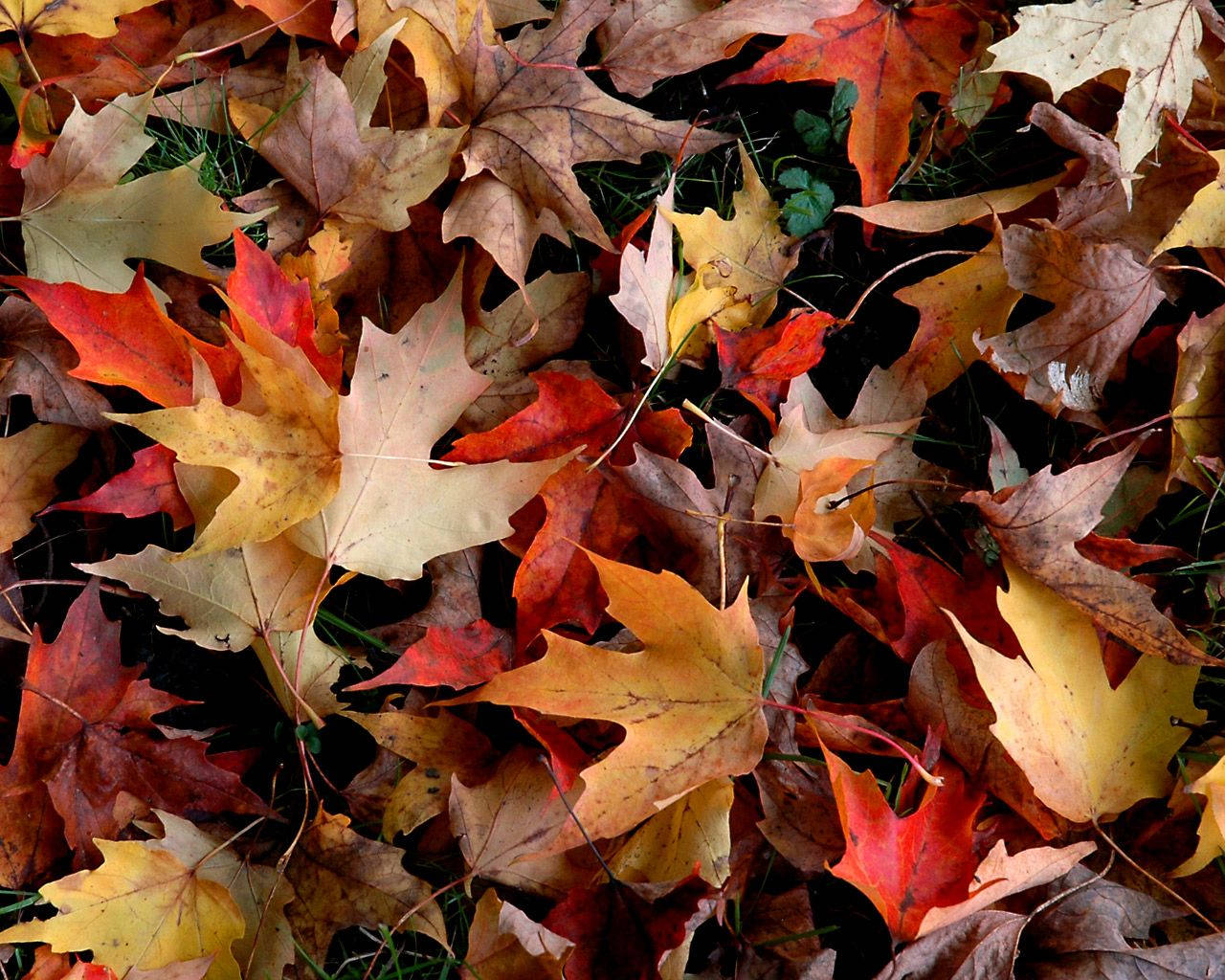 Colorful Dried Fall Leaves