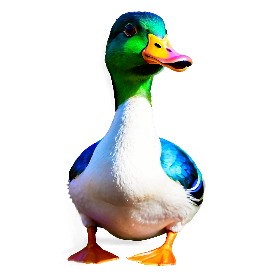 Colorful Duck Drawing Png 12 PNG