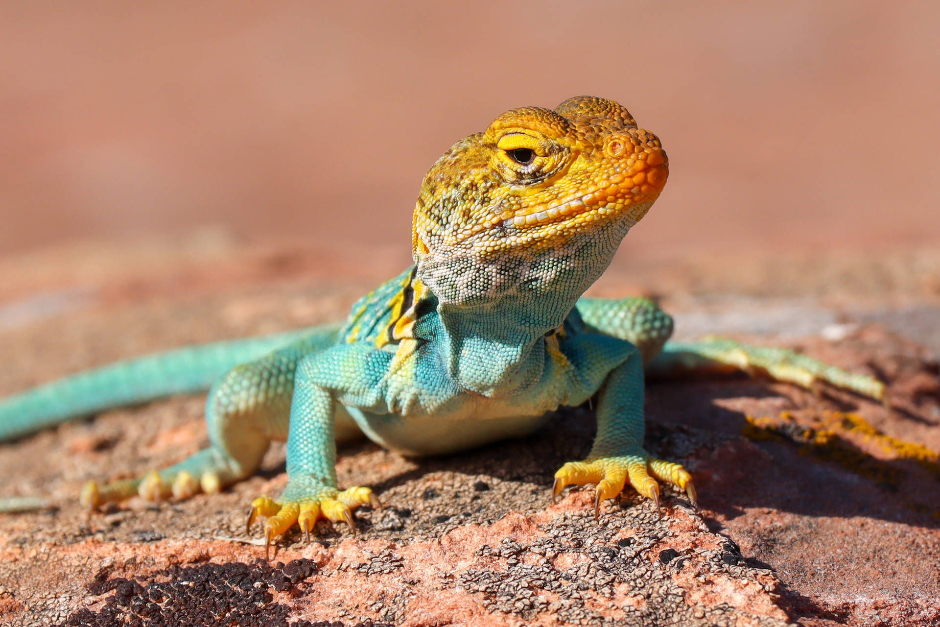 Colorful Eastern Collared Lizard Wallpaper