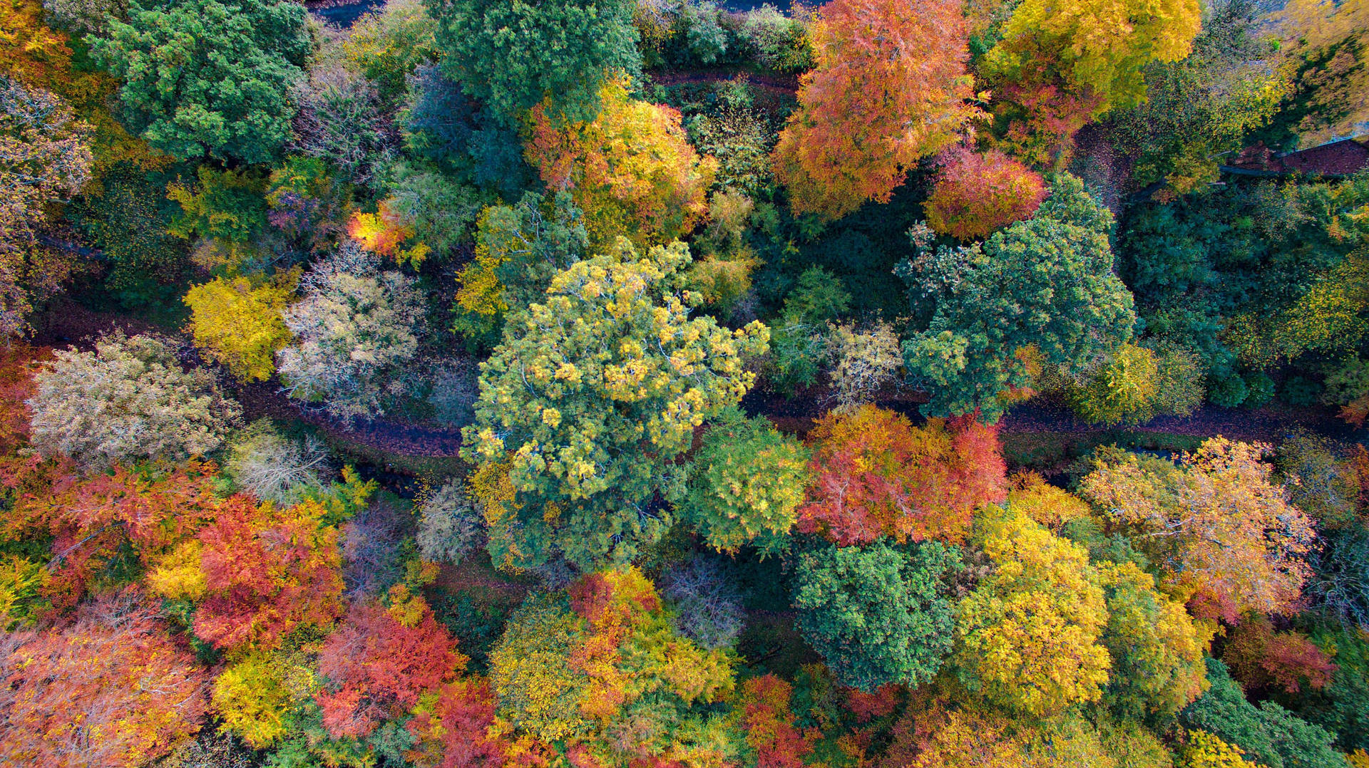 Colorful Fall Aesthetic Forest Wallpaper