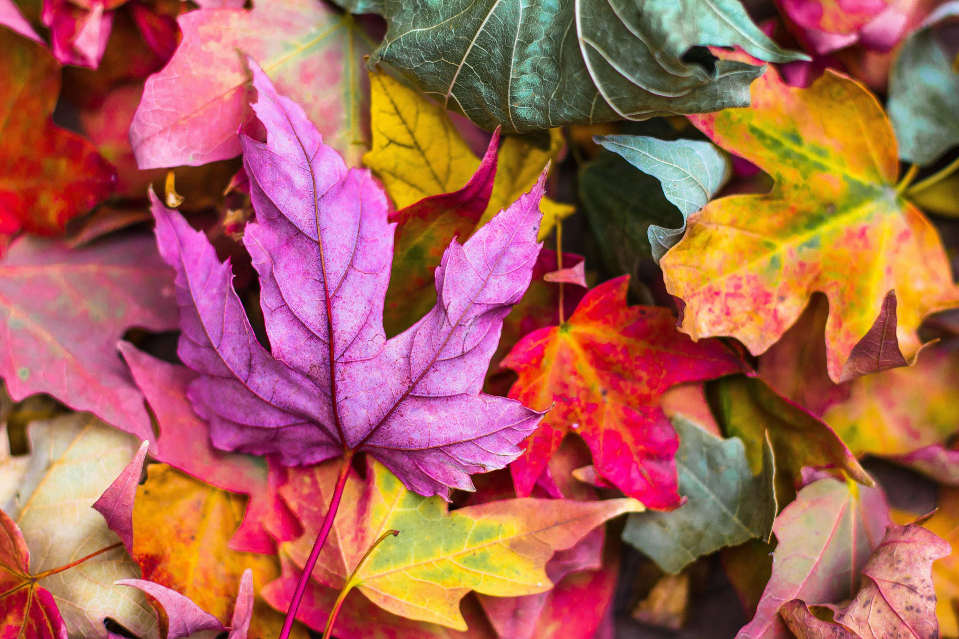 Colorful Fall Aesthetic Maple Leaves Wallpaper