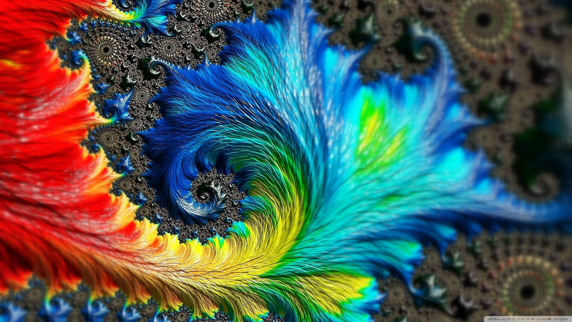 Colorful Feather Fractal Wallpaper