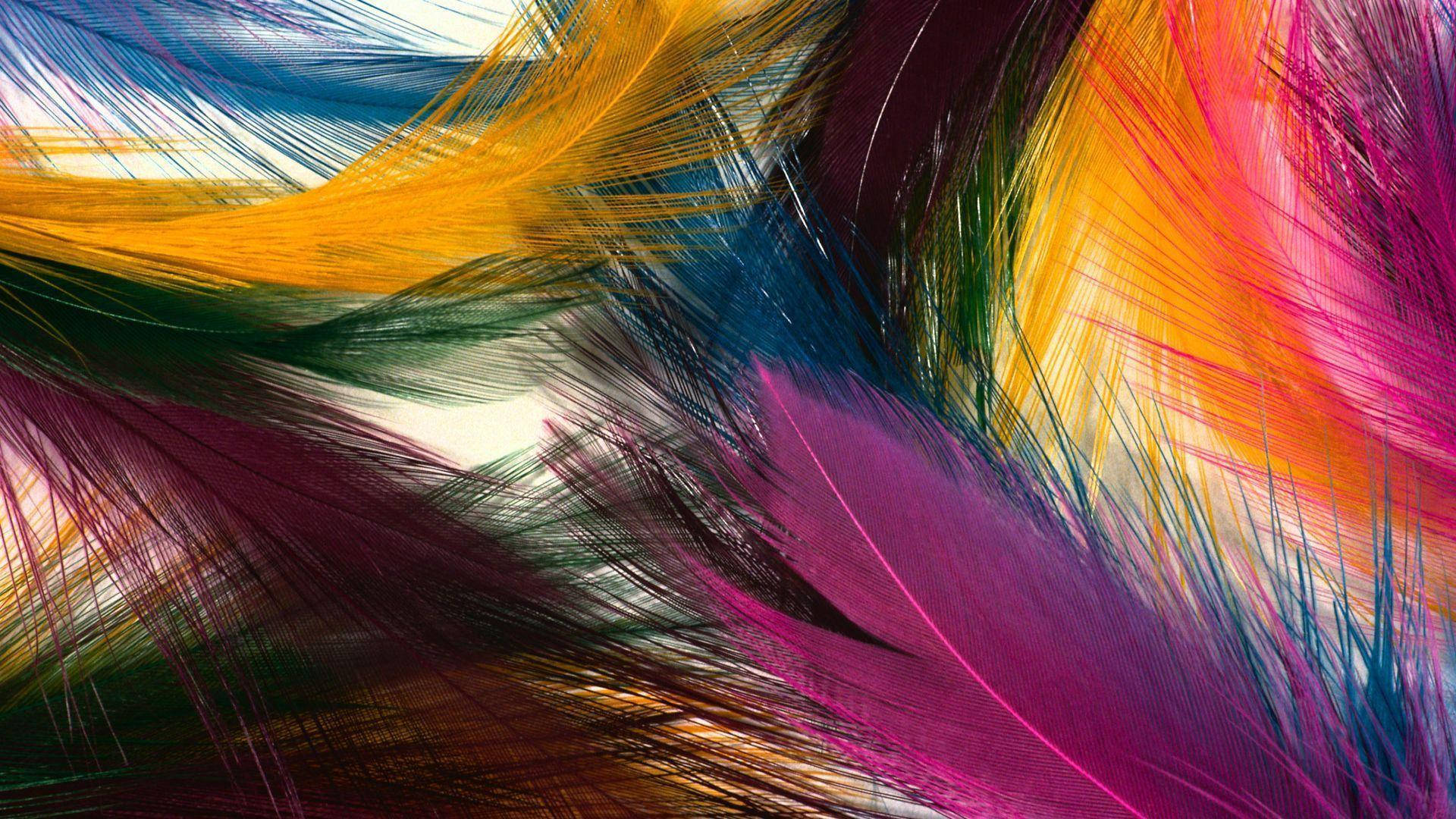 "Be as unique as these colorful feathers!" Wallpaper