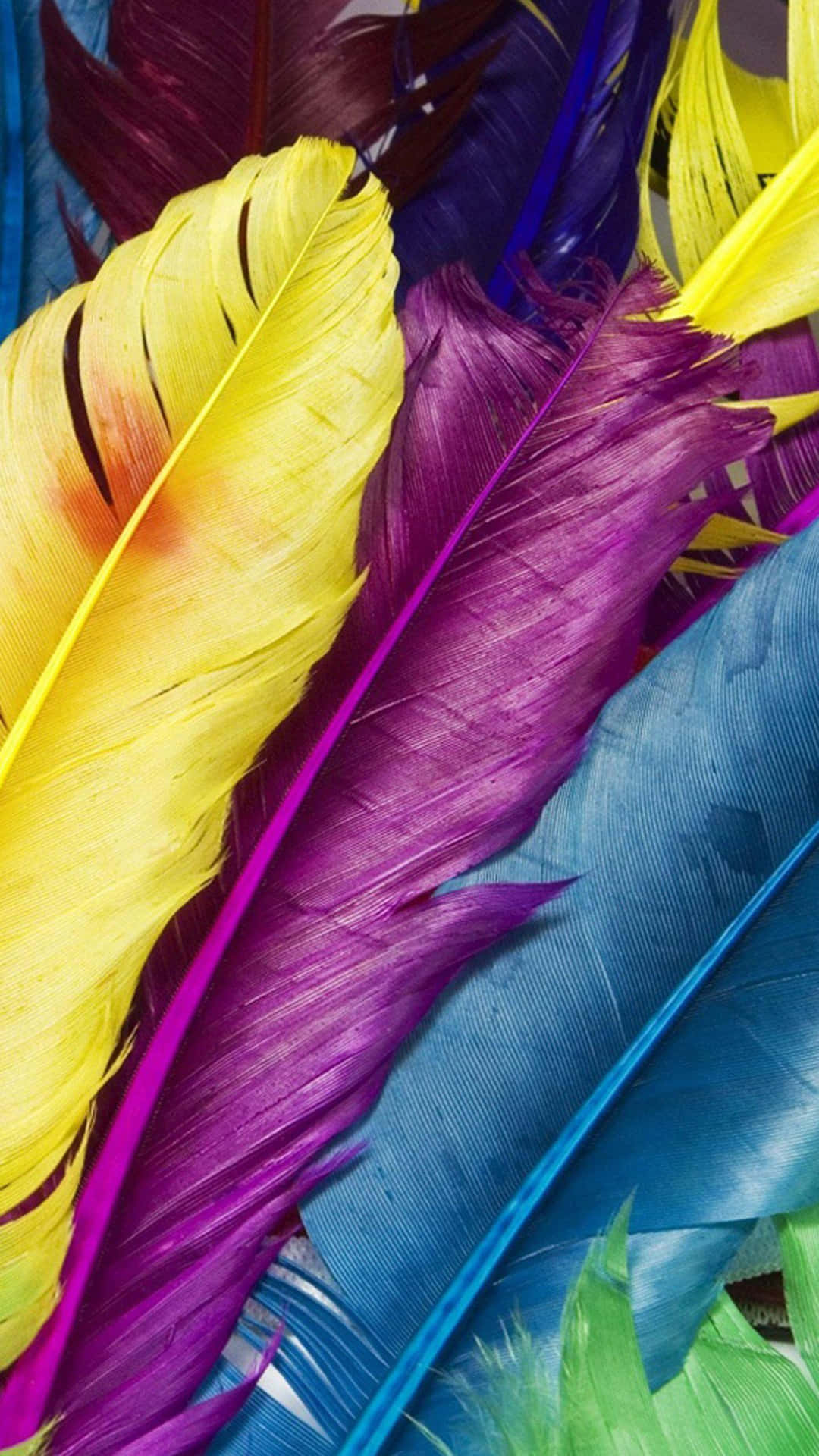 Colorful Feathers Background Wallpaper