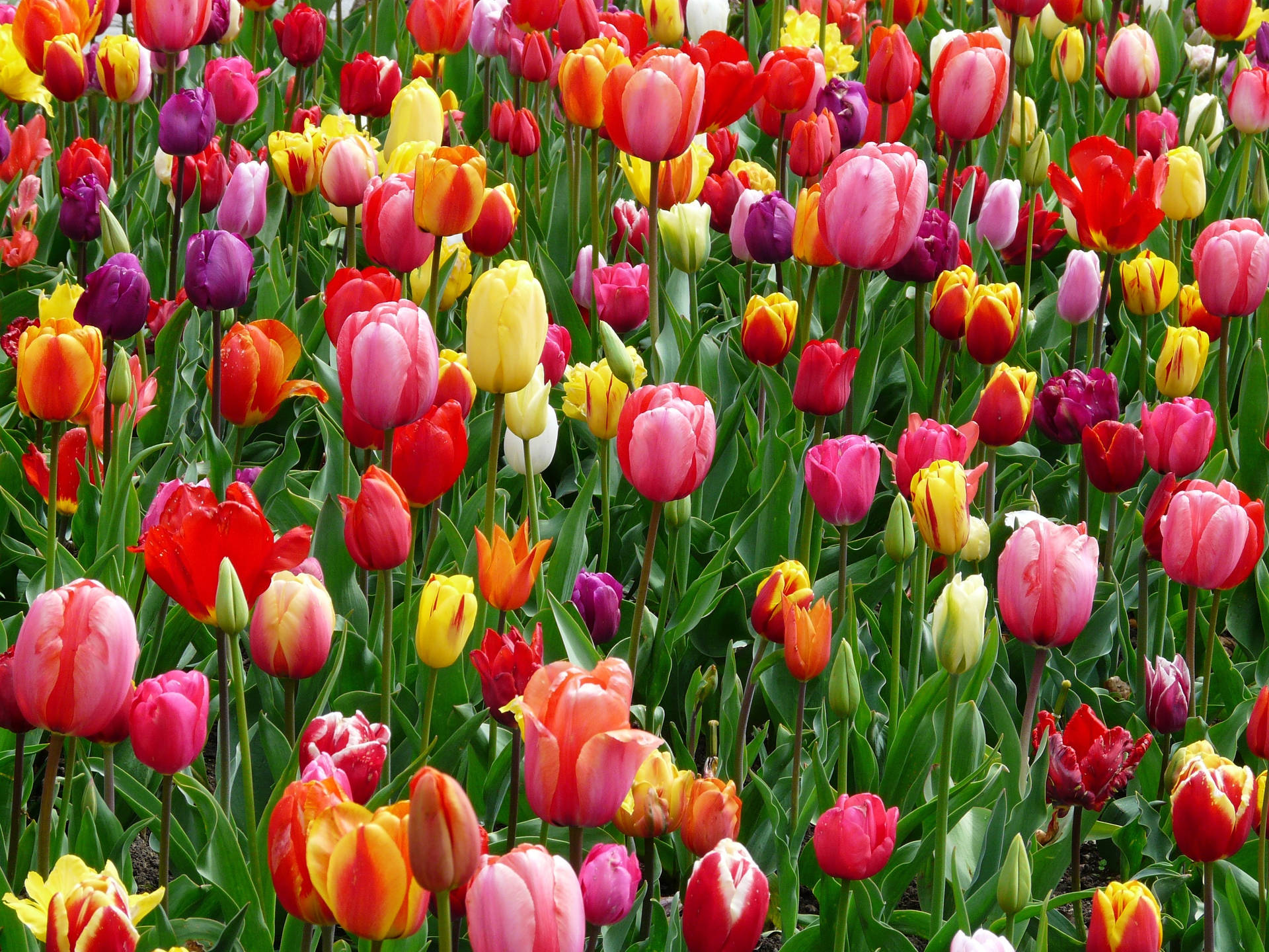 Colorful Field Of Tulip Flowers Wallpaper