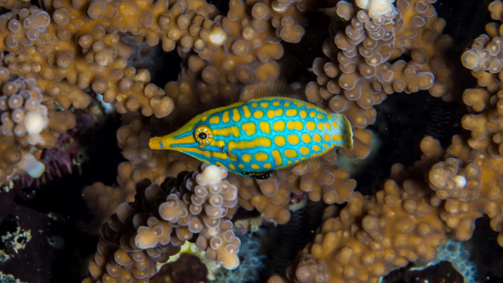 Kleurige Filefish Tussen Koraalrif Achtergrond