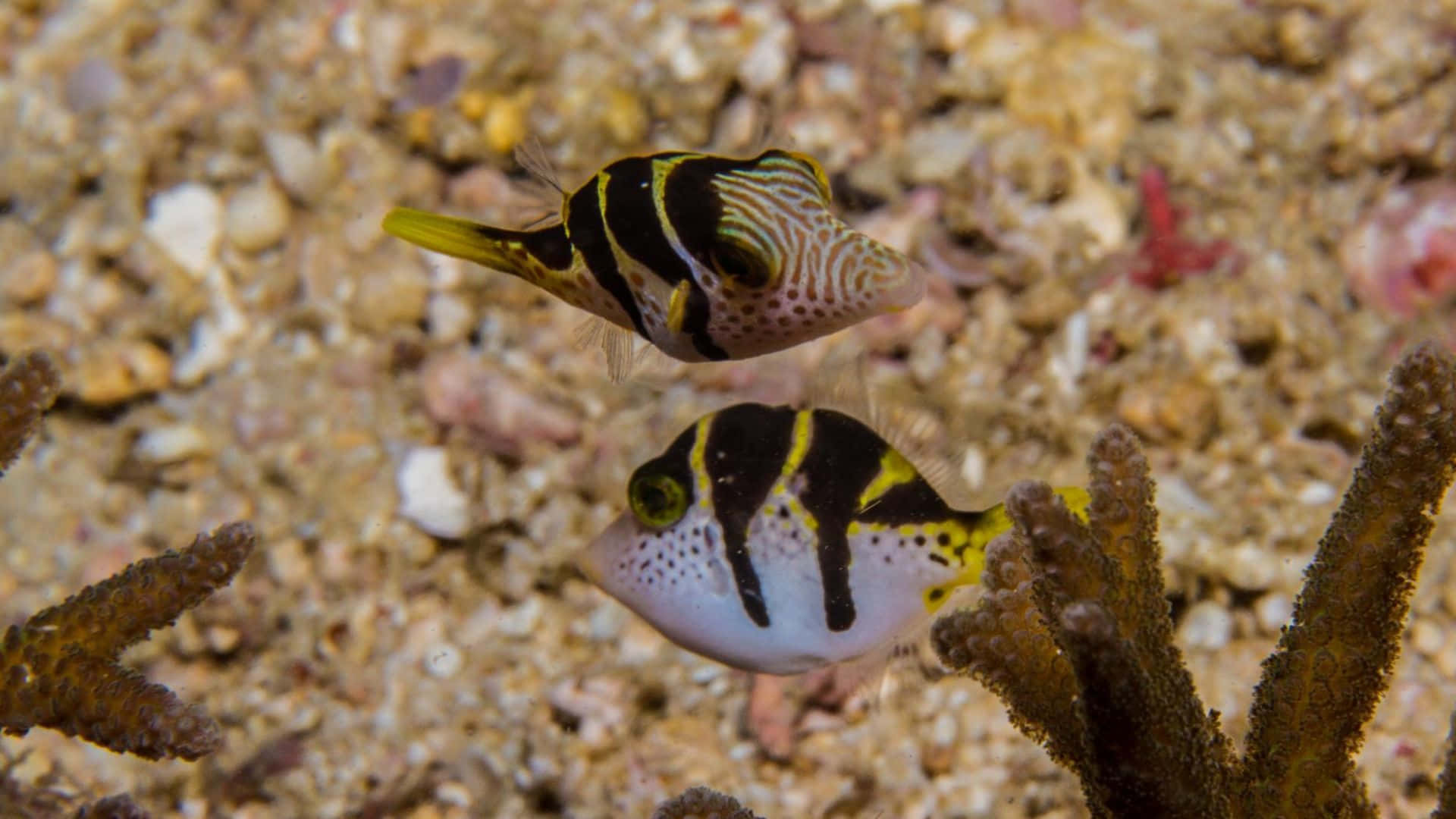 Colorful_ Filefish_ Underwater_ Scene Wallpaper