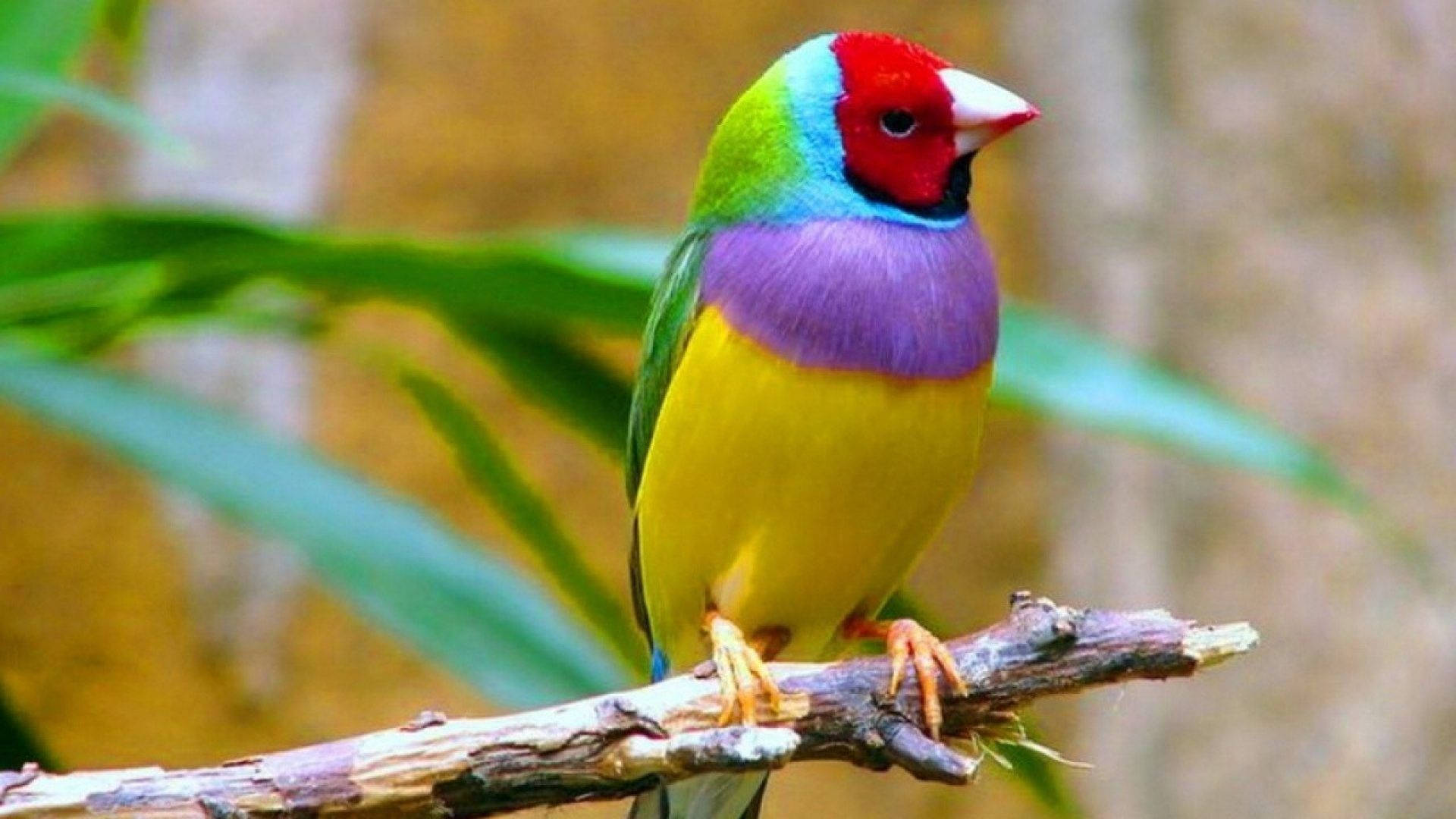 A Colorful Finch Bird Wallpaper