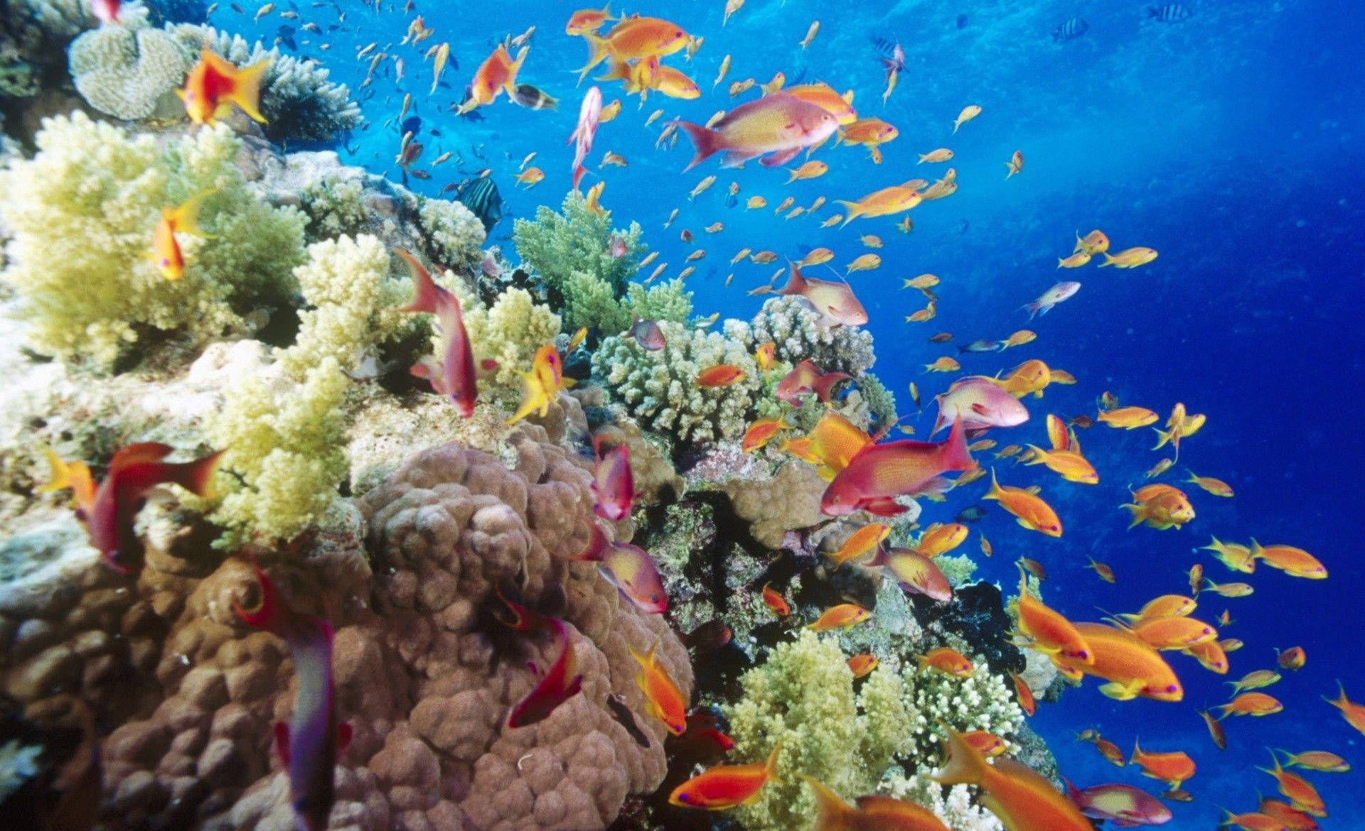 Colorful Fish Coral Wallpaper
