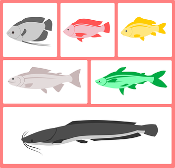 Colorful Fish Vector Illustration PNG
