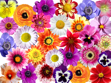 Colorful Floral Collage PNG