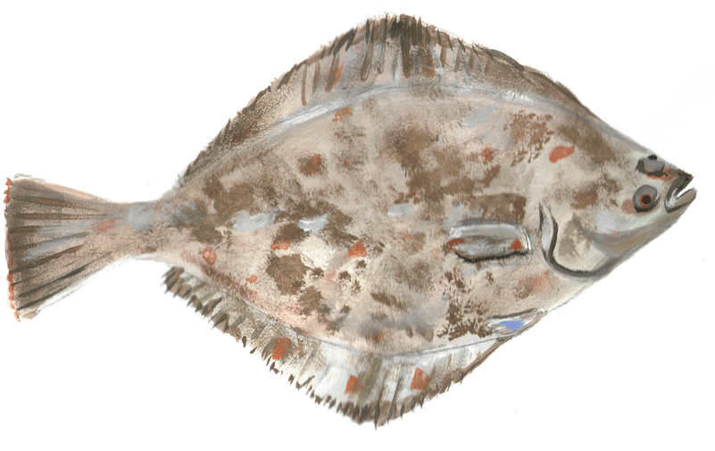 Colorful Flounder Illustration PNG