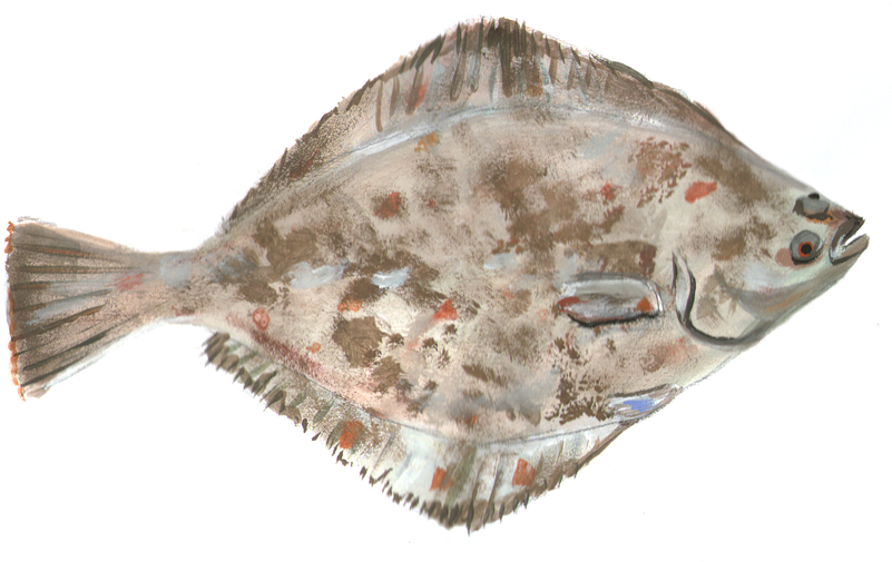 Colorful Flounder Side View PNG