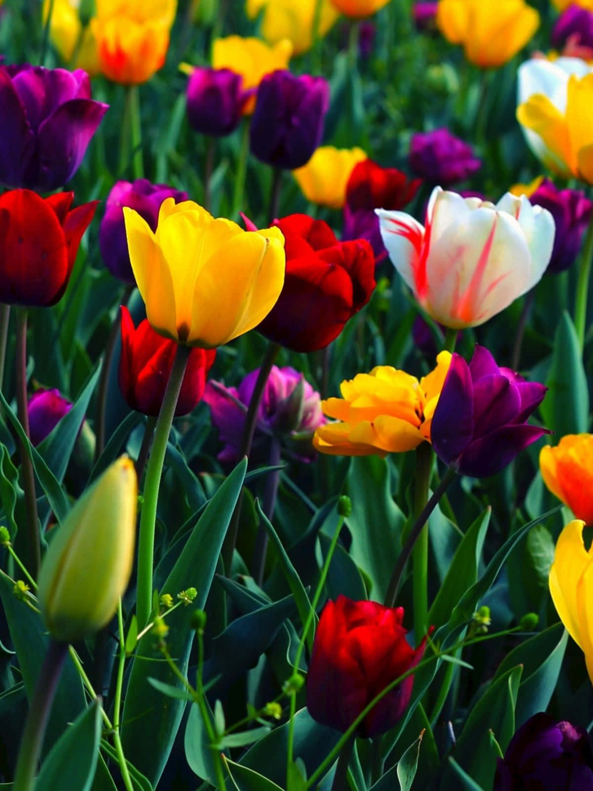 Vibrant and Colorful Flowers in Full Bloom Wallpaper