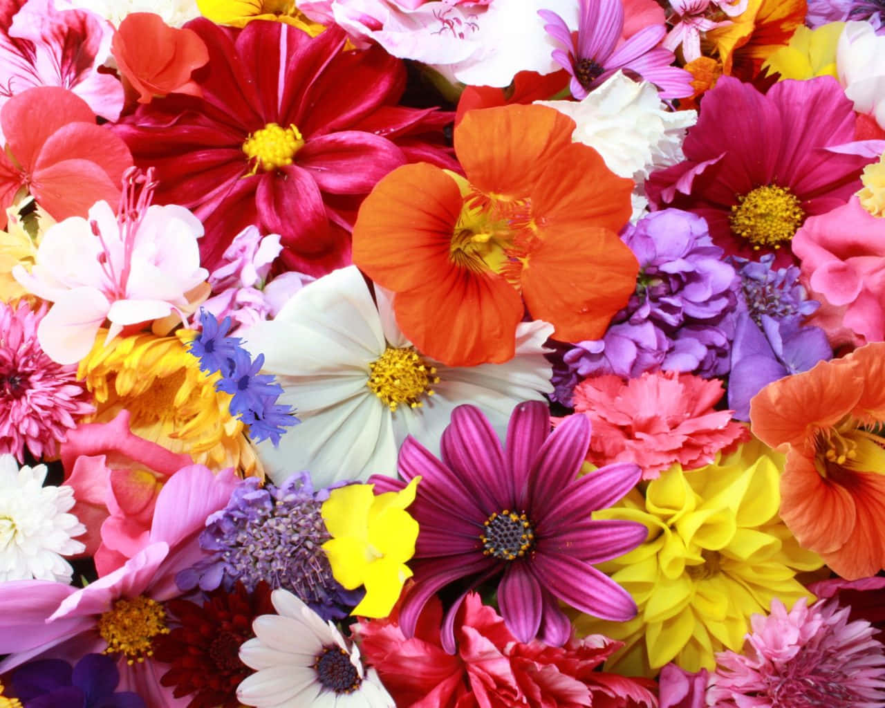 Download Vibrant Bouquet of Colorful Flowers Wallpaper | Wallpapers.com