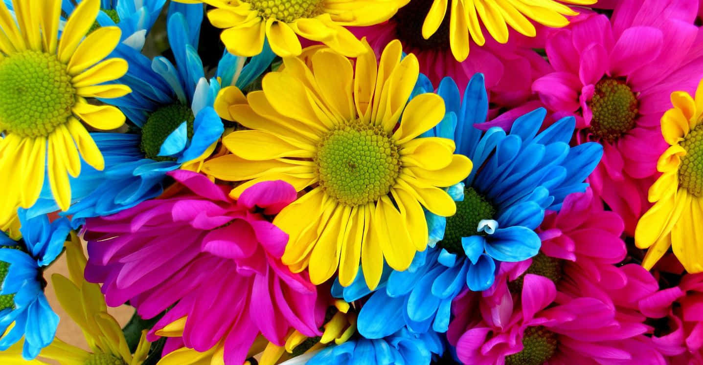 Vibrant and colorful flowers in a garden Wallpaper