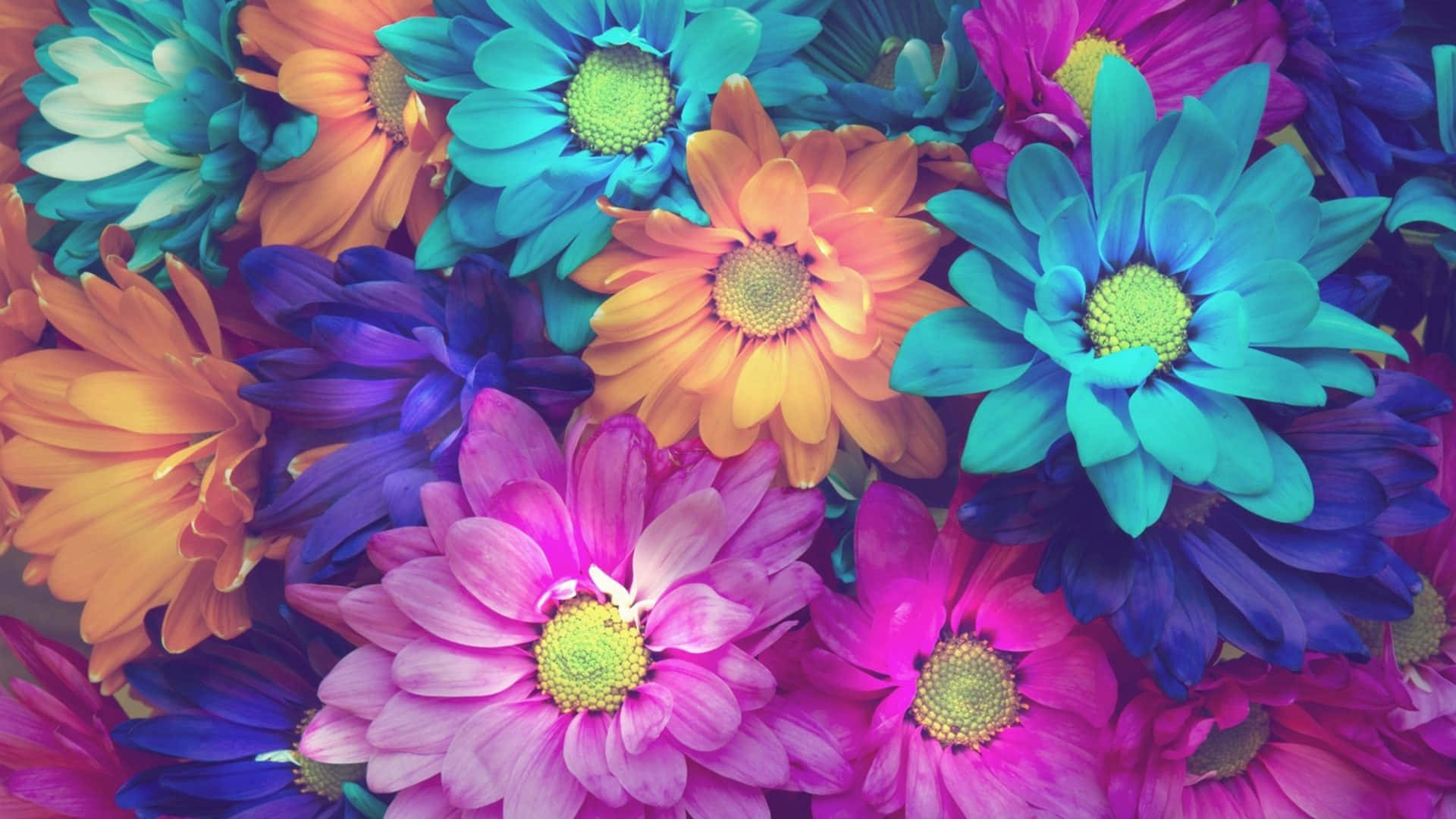 A Vibrant Display of Colorful Flowers Wallpaper