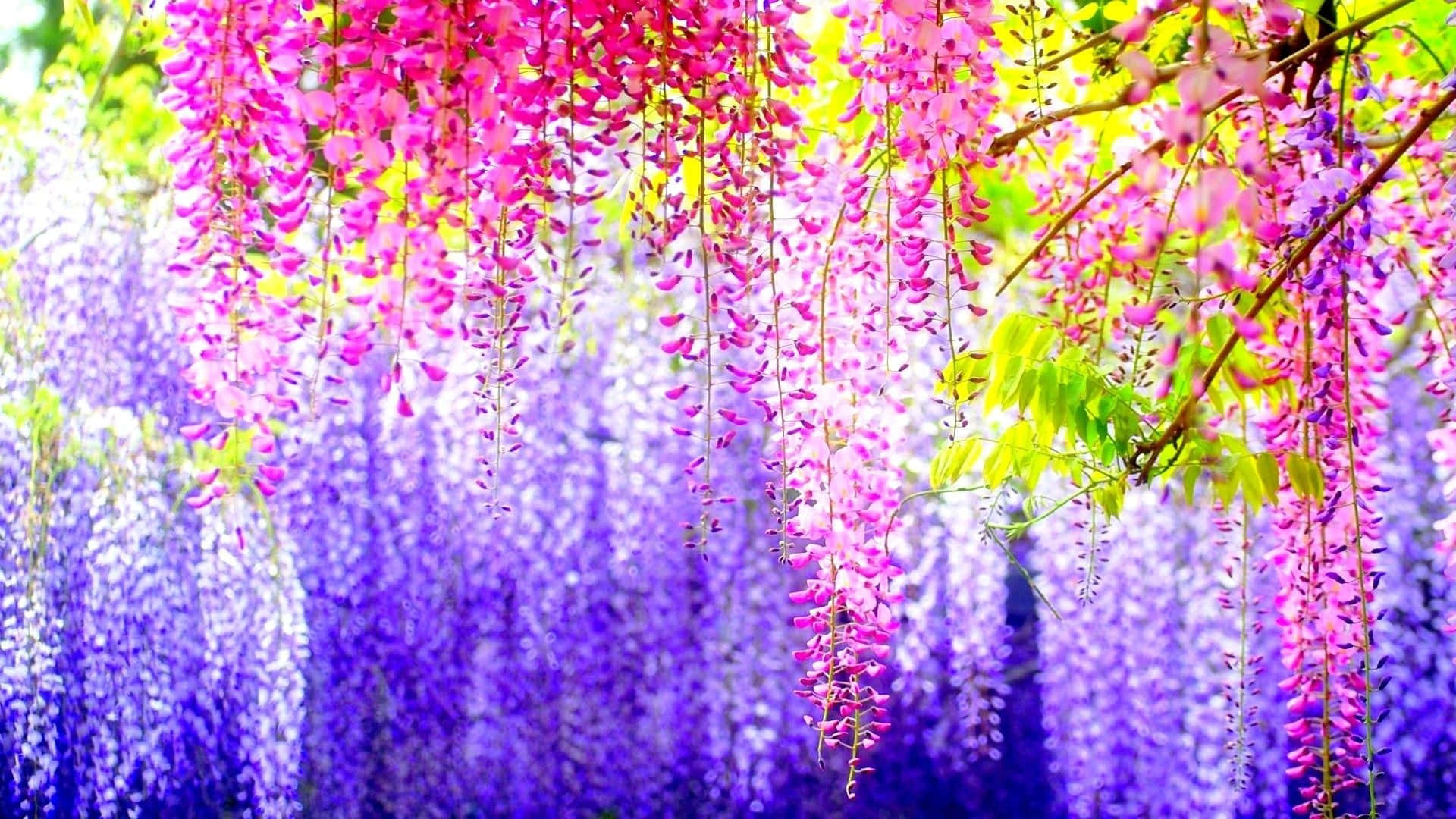 Stunning Colorful Flowers Blooming in a Garden Wallpaper