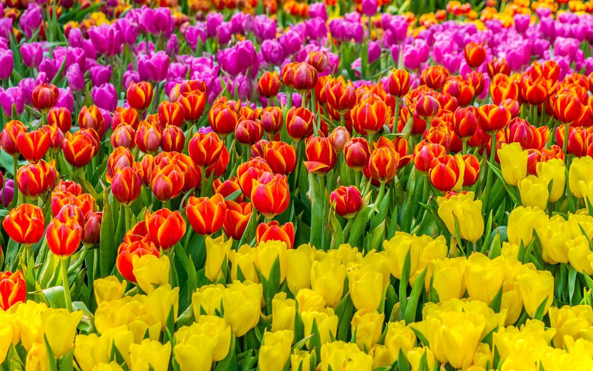 A Vibrant Collection of Colorful Flowers Wallpaper