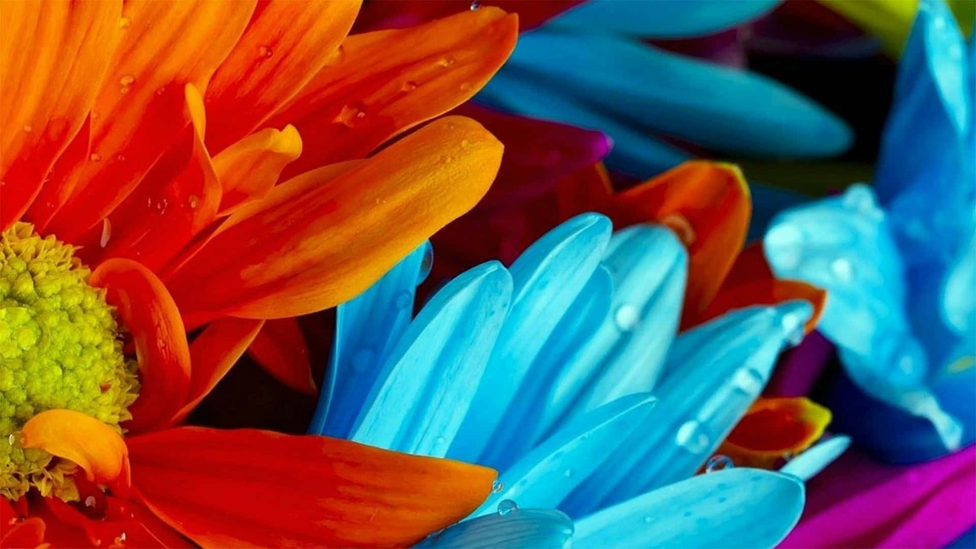 Download Mesmerizing Colorful Flowers in Full Bloom Wallpaper ...