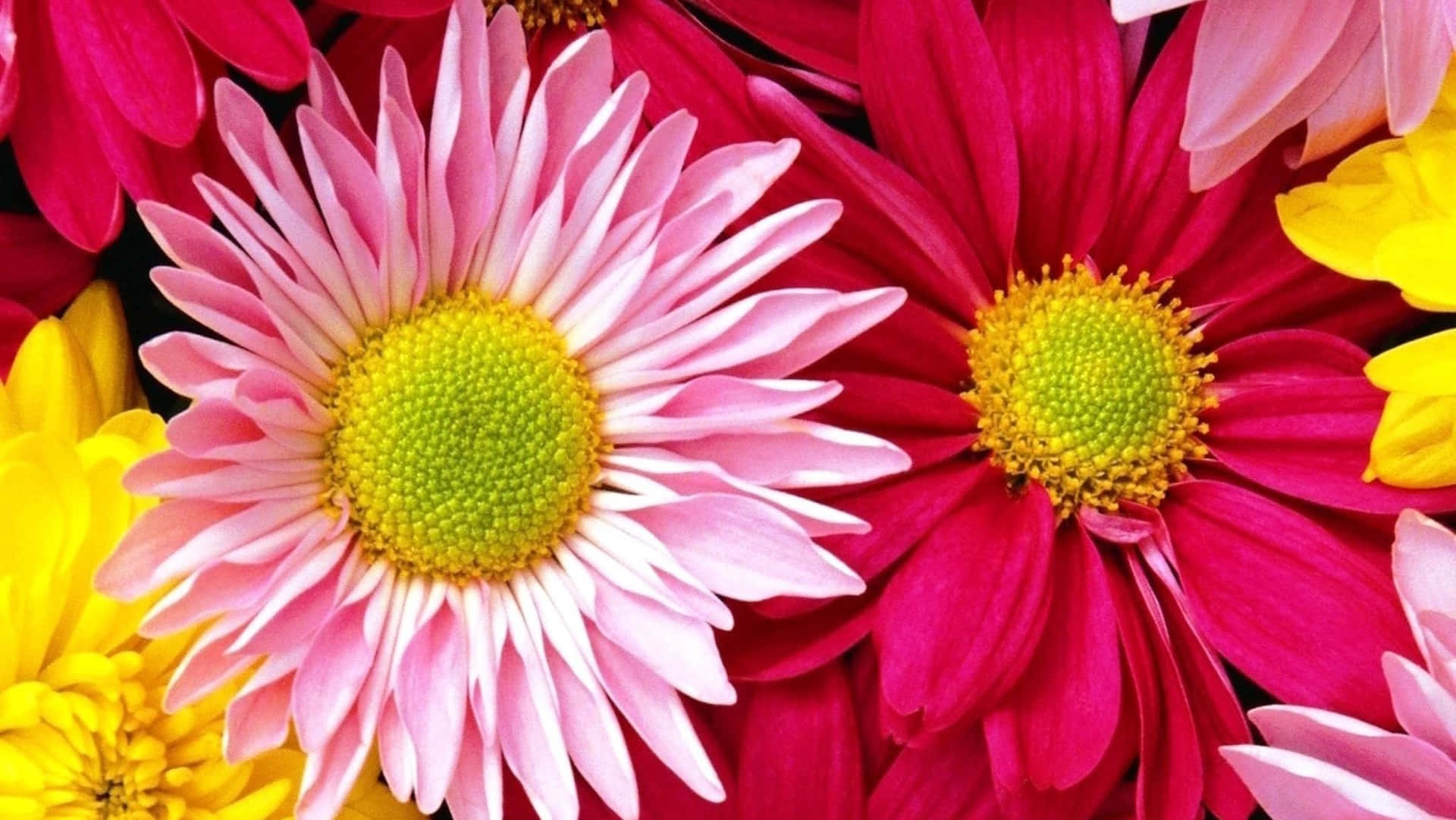 Vibrant Collection of Colorful Flowers Wallpaper