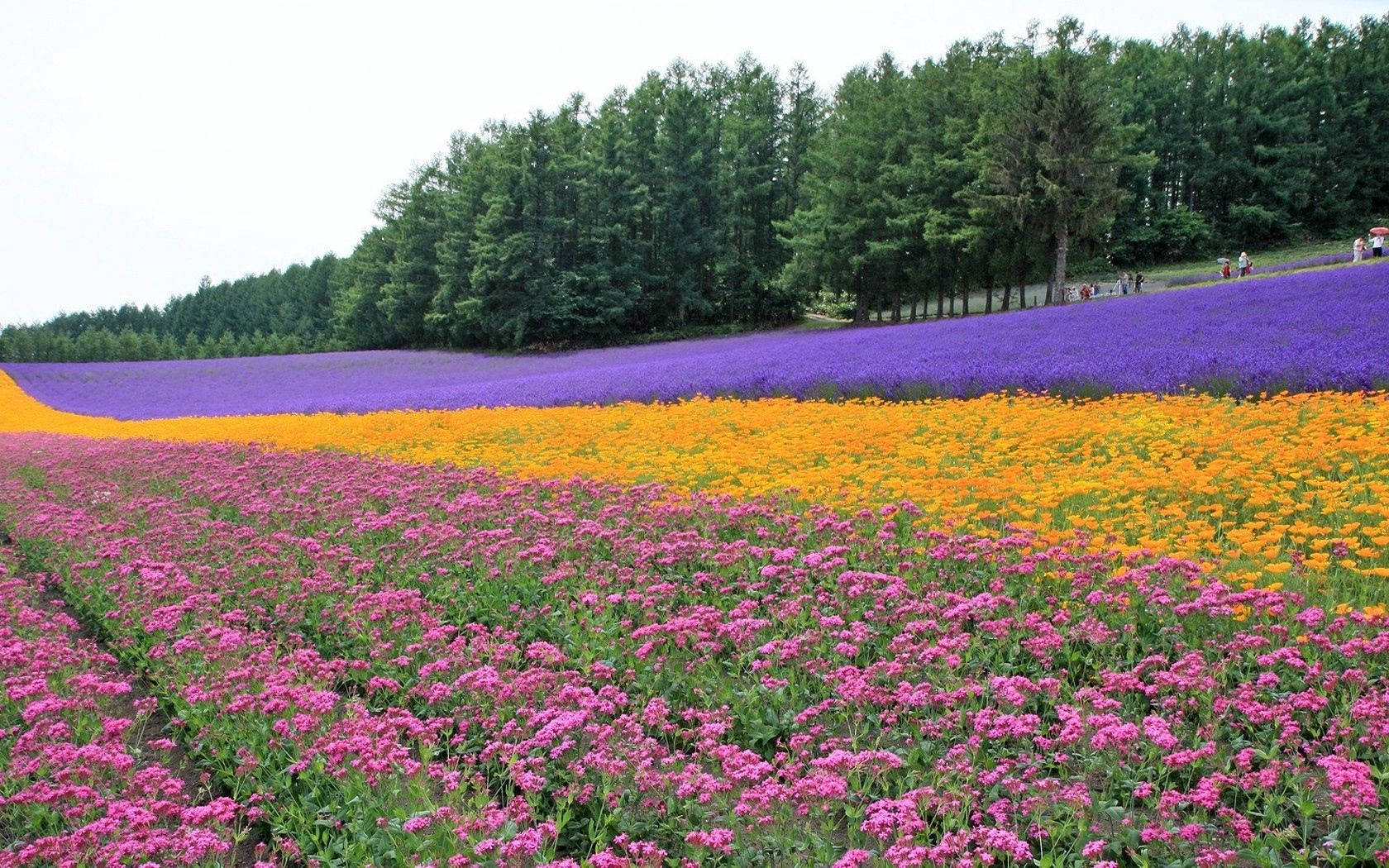 Farverige Blomster Og Lavendelmarker Wallpaper