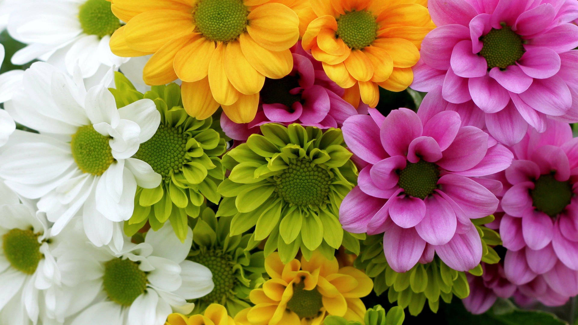 Colorful Flowers Google Meet Virtual Background Wallpaper