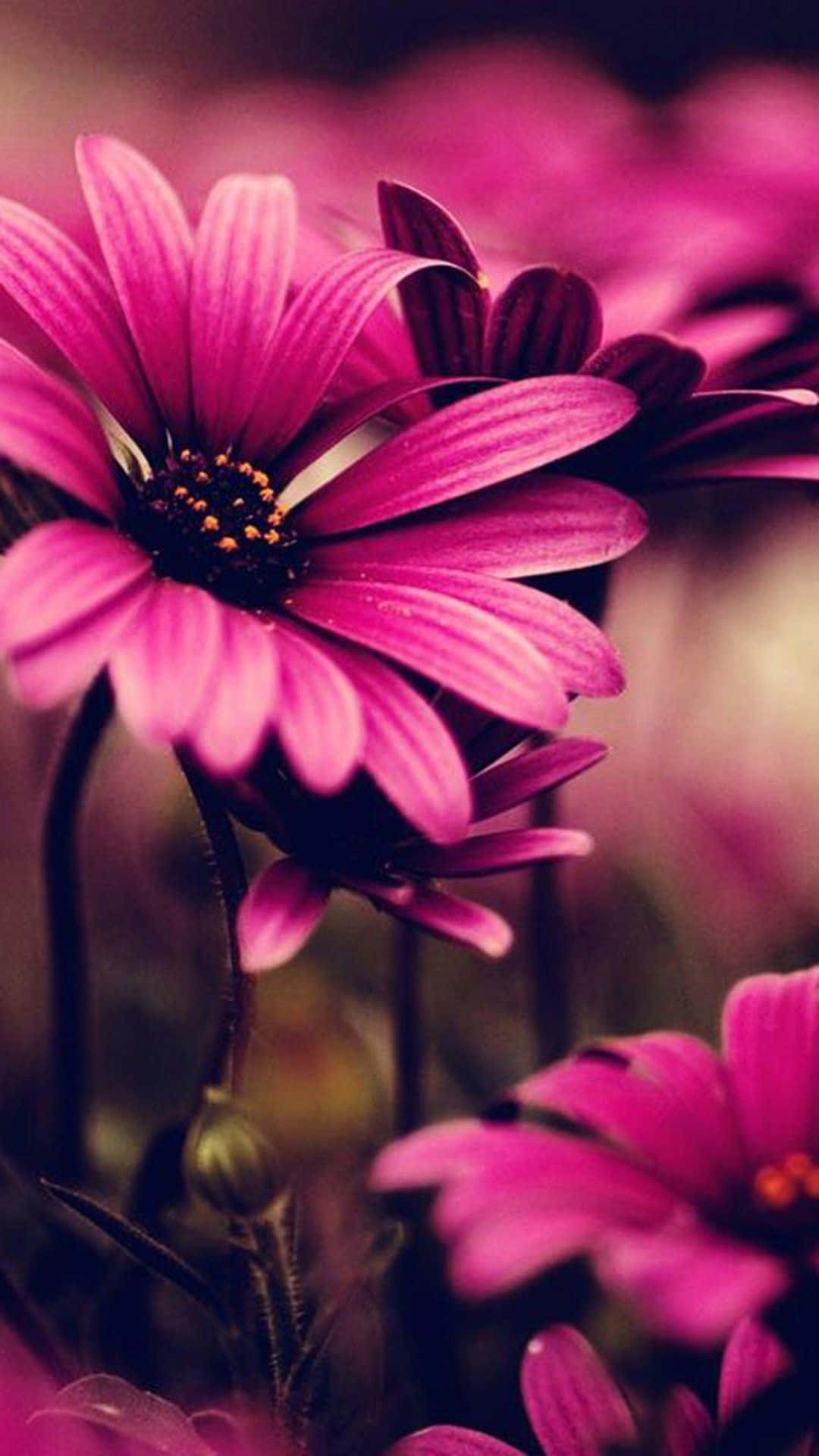 A Close Up Of Pink Flowers In A Dark Background Wallpaper