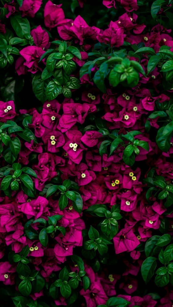 Floresmagenta Coloridas Para Iphone. Fondo de pantalla