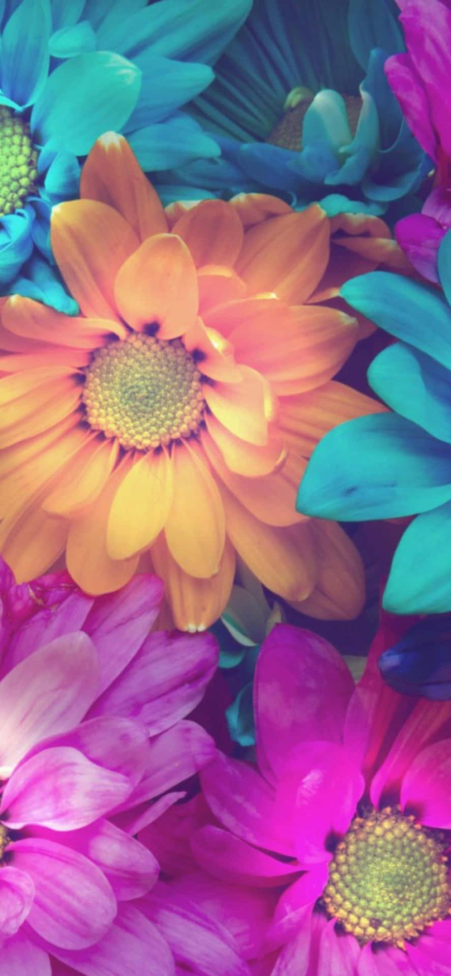 Giv din telefon et smukt touch med dette Farverige Blomster iPhone tapet. Wallpaper