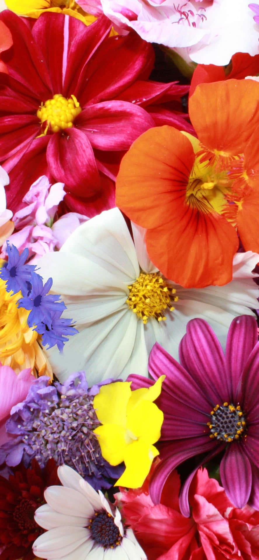 A Close Up Of A Bunch Of Flowers Wallpaper