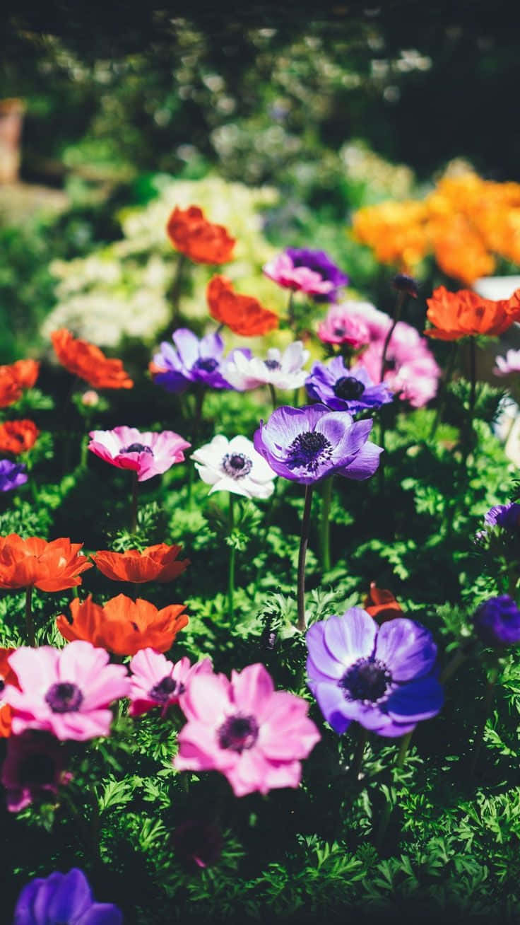 Colorful Flowers Blooming Iphone Wallpaper