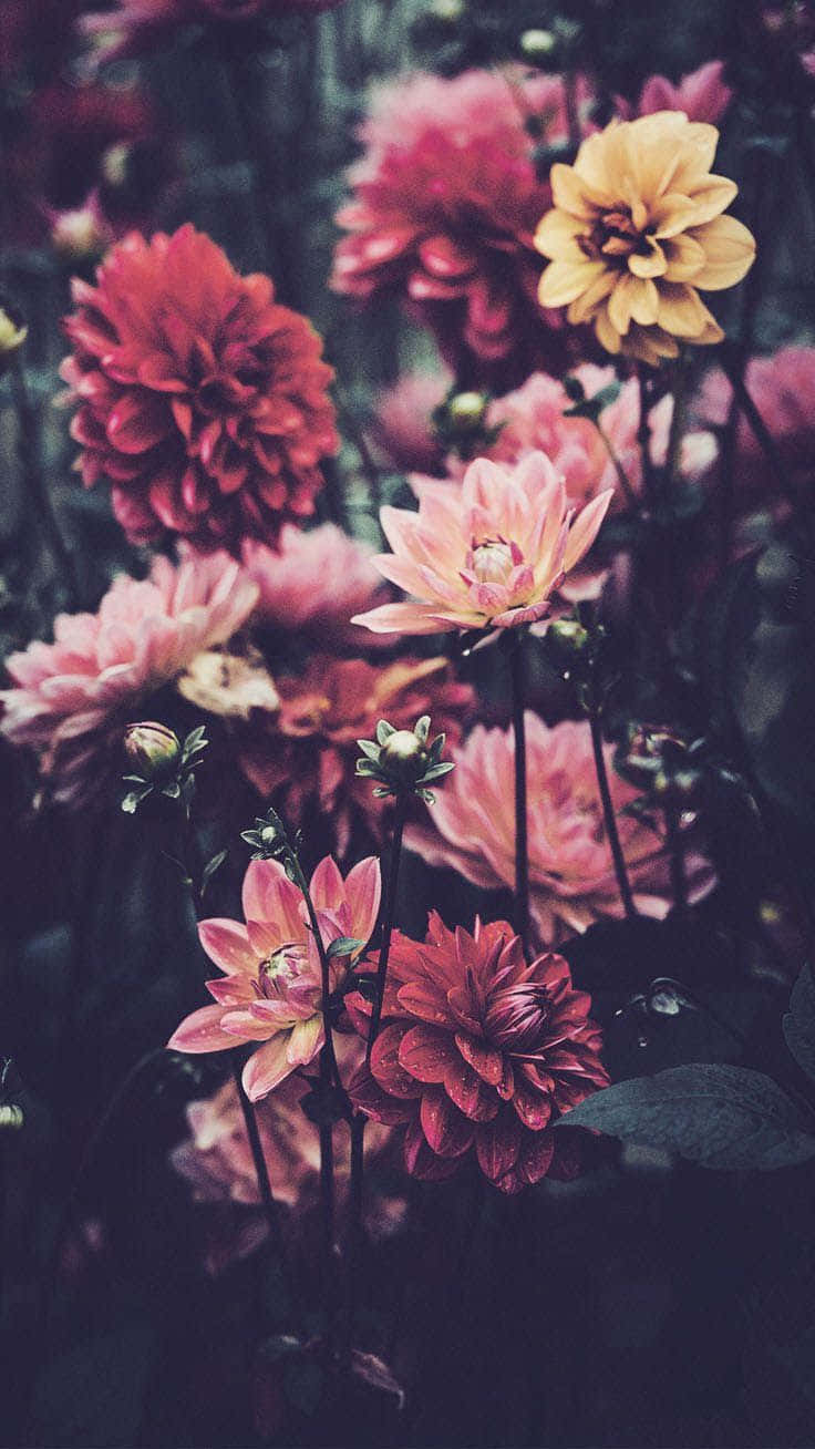 Buntepinke Blumen Iphone Wallpaper