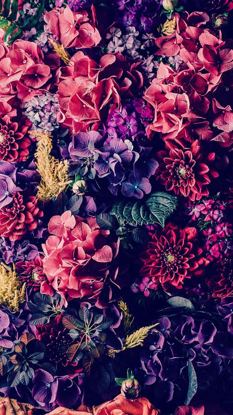 Bunterosa Und Lila Blumen Iphone Wallpaper