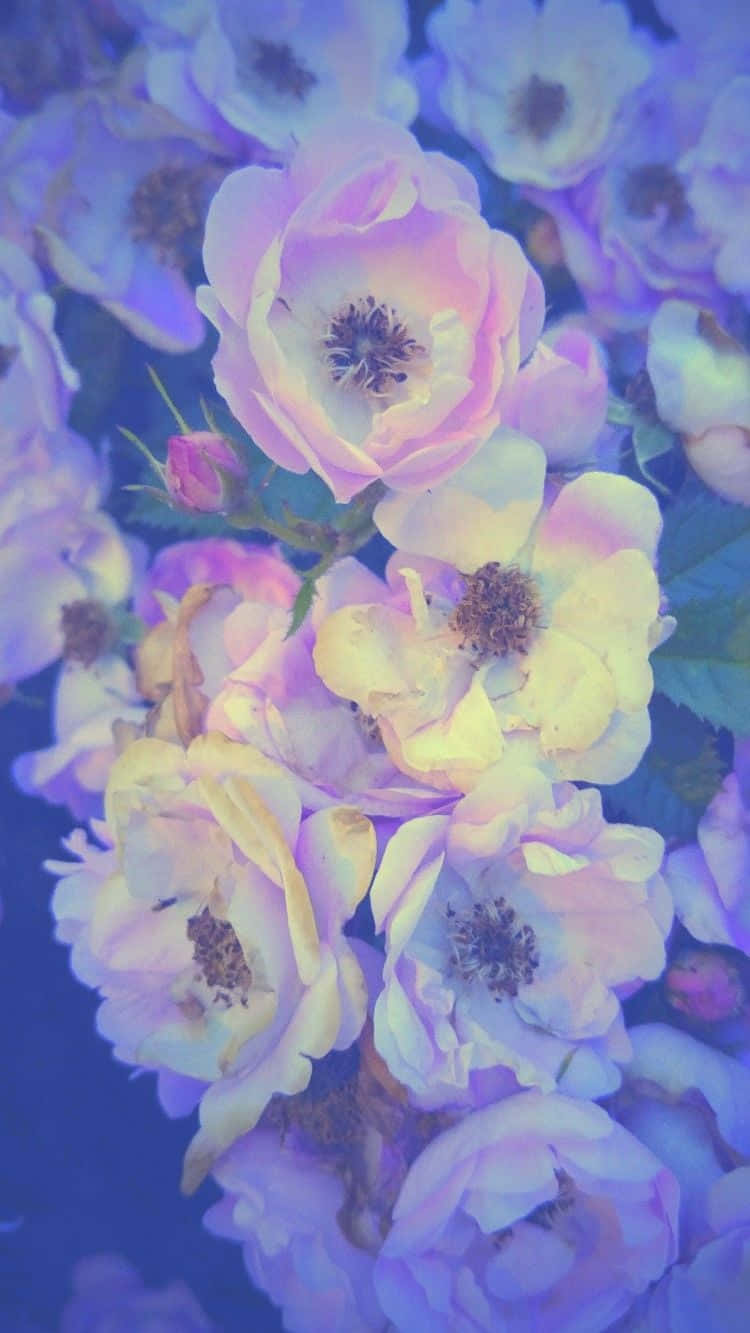 Wallpaperfärgglada Vita Blommor Iphone-bakgrundsbild. Wallpaper