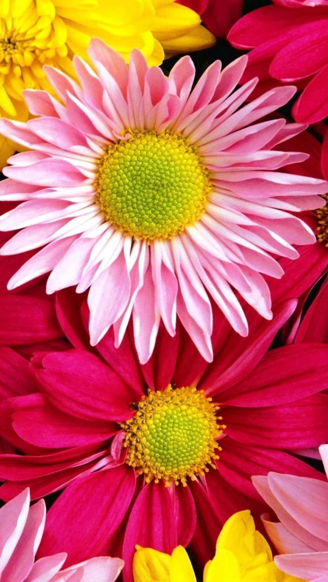 Spred skønhed og glæde med livlige og farverige blomster i dit liv. Wallpaper