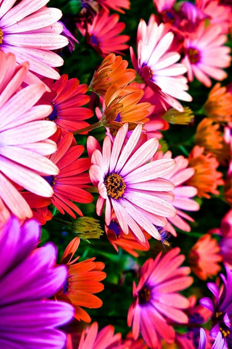 Farverige Blomster Iphone 800 X 1200 Wallpaper