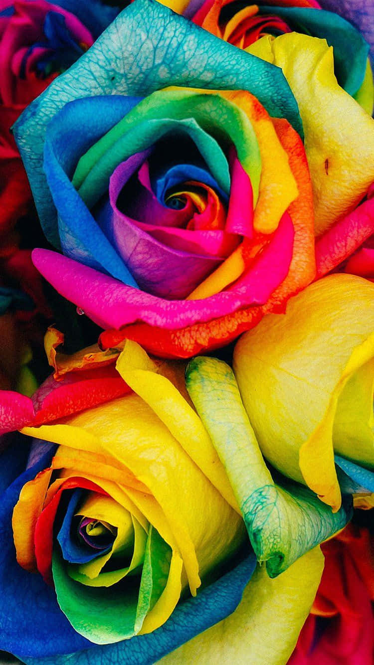 Nyd de vidunderlige farver af naturen med dette levende foto af farverige blomster som din iPhones tapet! Wallpaper