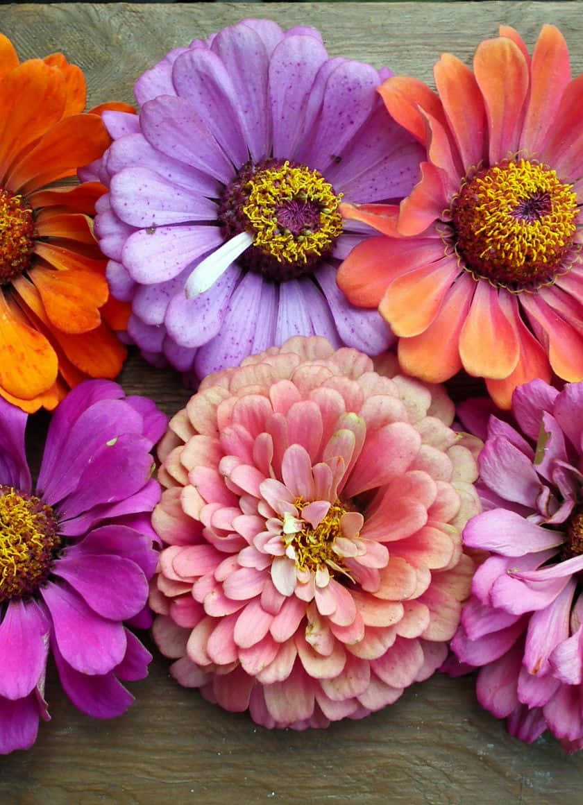 En livlig og farverig variation af blomster, der vises på en iPhone. Wallpaper