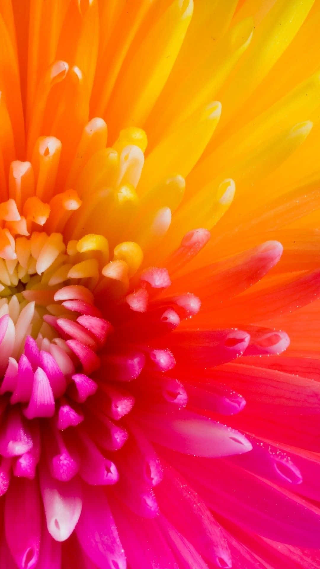 A Close Up Of A Brightly Colored Flower Wallpaper