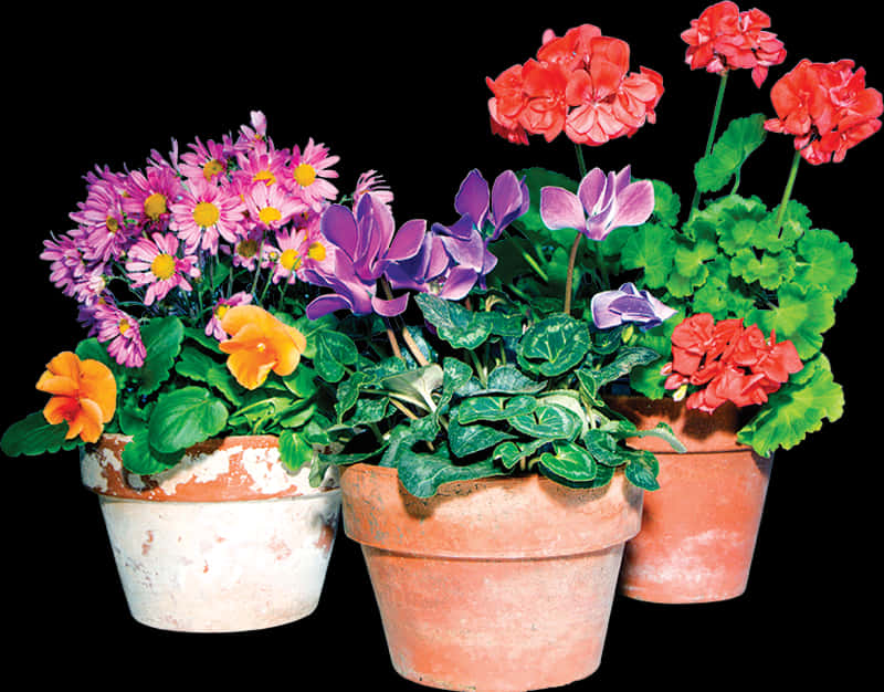 Colorful Flowersin Terra Cotta Pots PNG