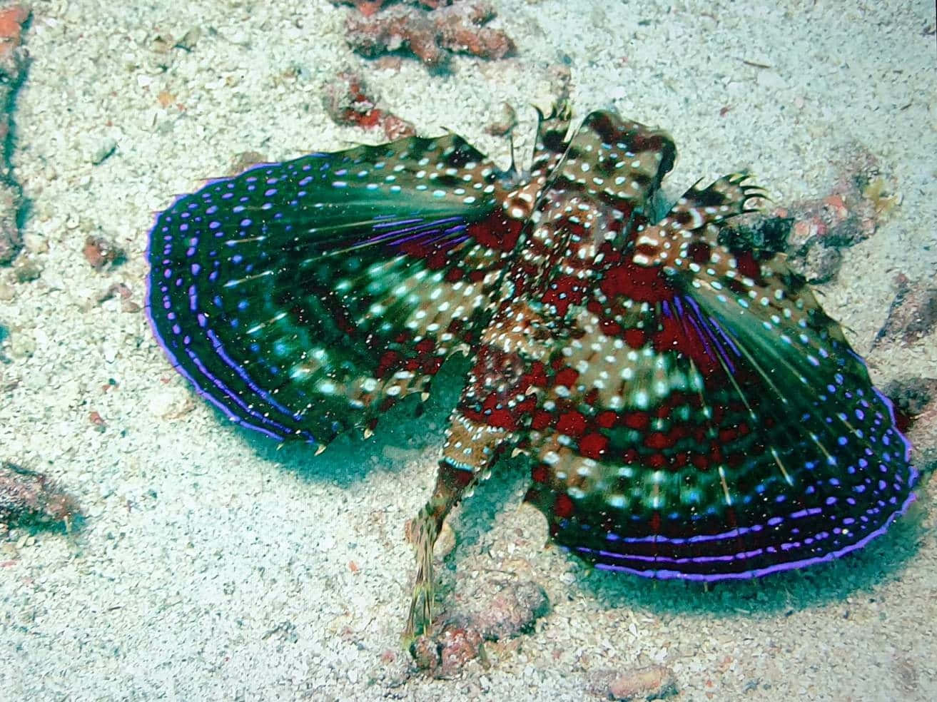 Colorful Flying Gurnard Spread Fins Wallpaper