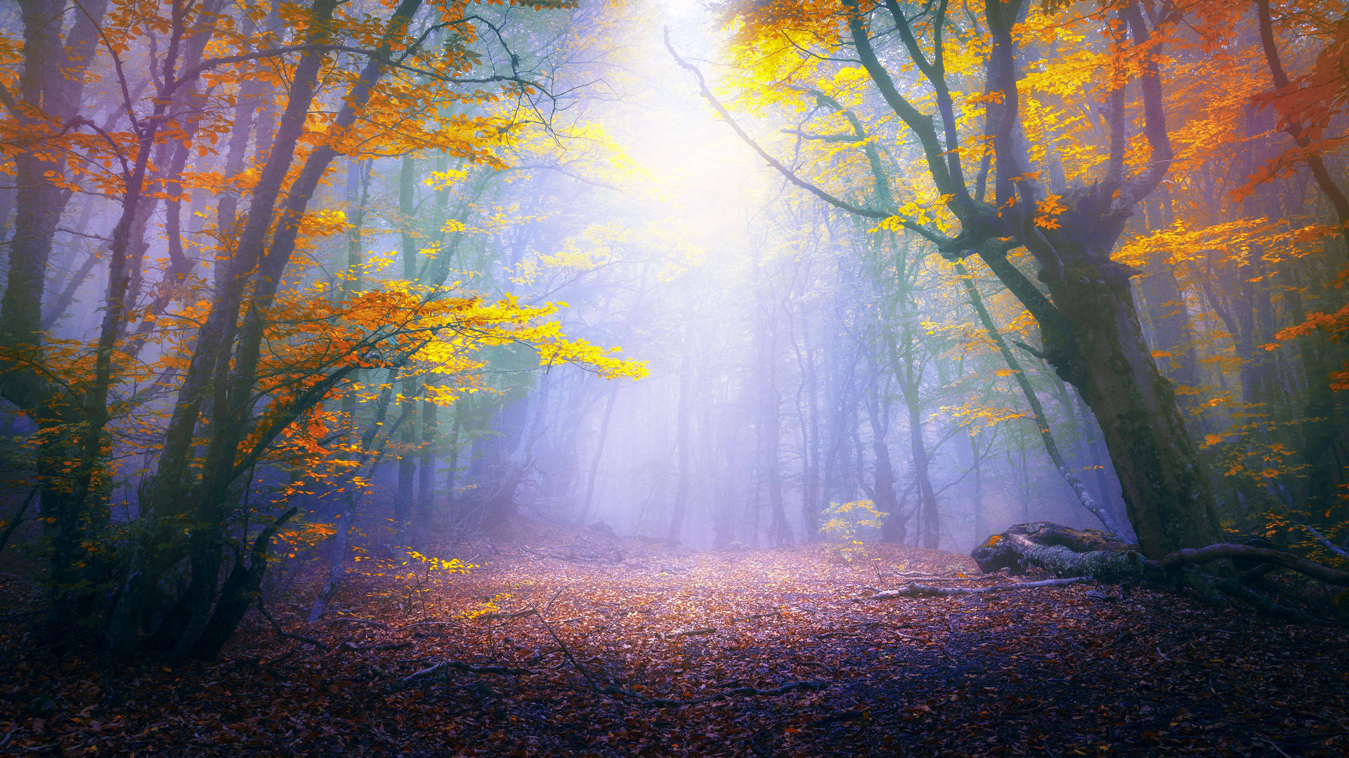 Colorful Forest Background Picture