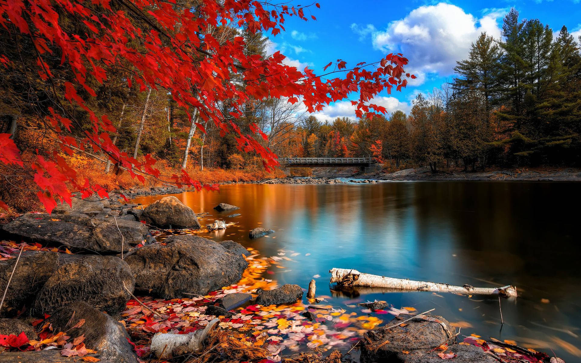 Colorful Forest Lake