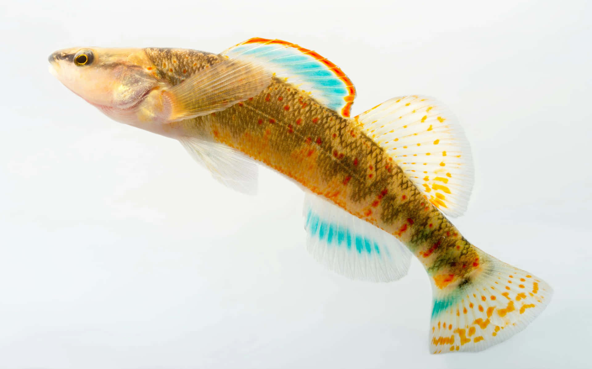 Colorful Freshwater Darter Fish Wallpaper